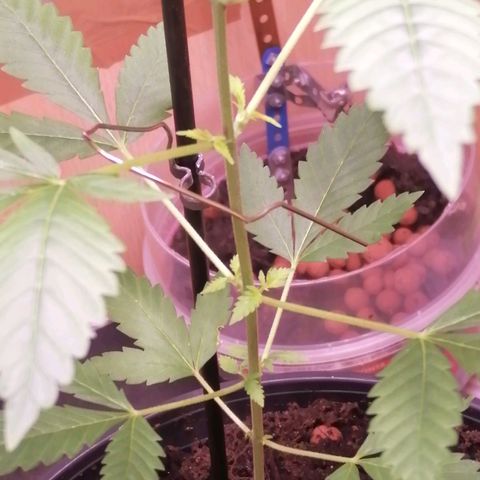 Génétique inconnue growlog timeline photo