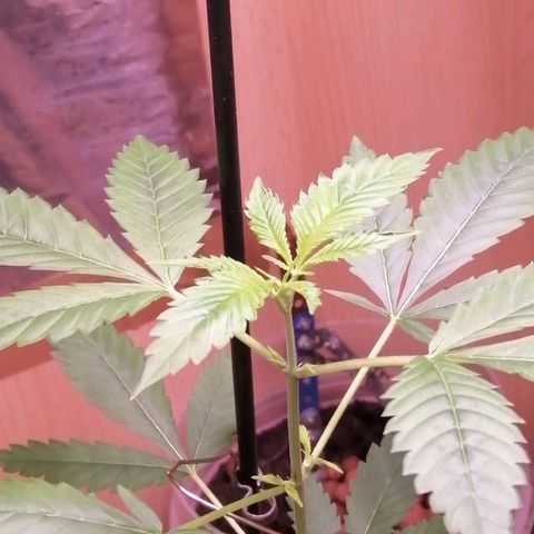 Génétique inconnue growlog timeline photo
