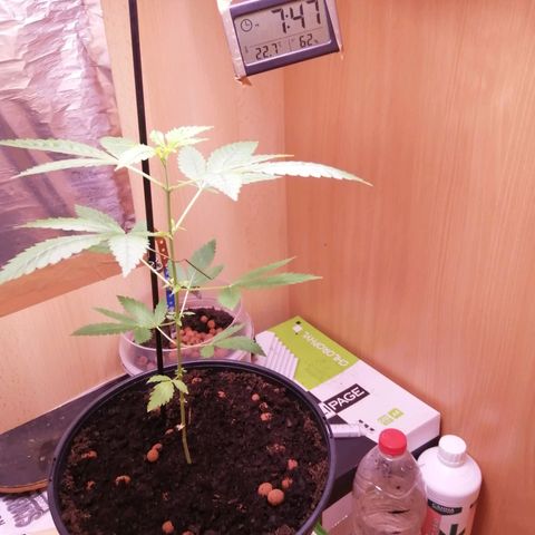 Génétique inconnue growlog timeline photo