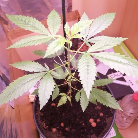 Génétique inconnue growlog timeline photo