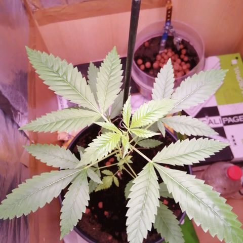 Génétique inconnue growlog timeline photo