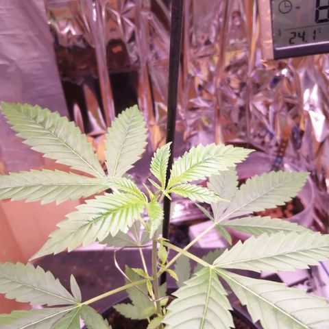 Génétique inconnue growlog timeline photo