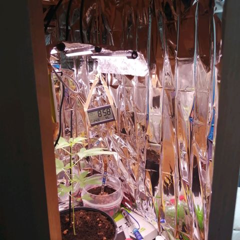 Génétique inconnue growlog timeline photo