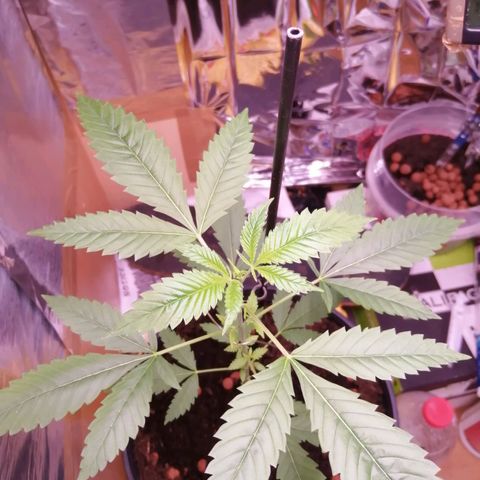 Génétique inconnue growlog timeline photo