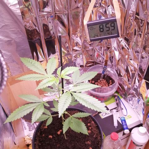 Génétique inconnue growlog timeline photo