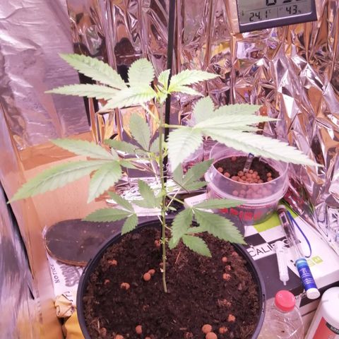Génétique inconnue growlog timeline photo
