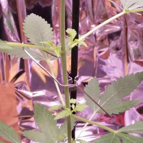 Génétique inconnue growlog timeline photo