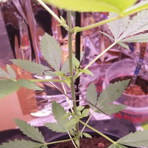 Génétique inconnue growlog timeline photo