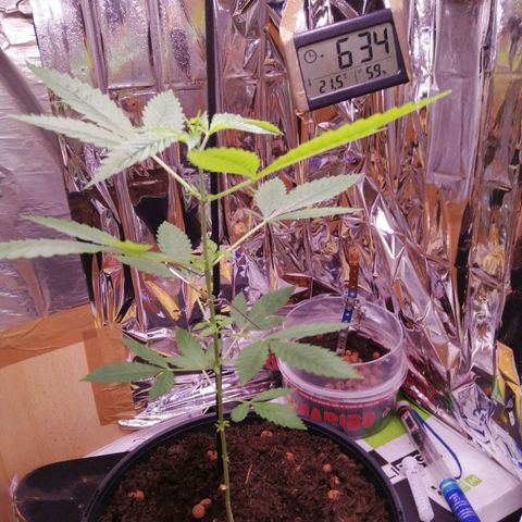 Génétique inconnue growlog timeline photo