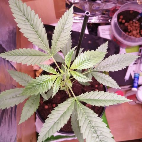 Génétique inconnue growlog timeline photo