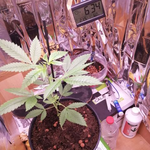 Génétique inconnue growlog timeline photo