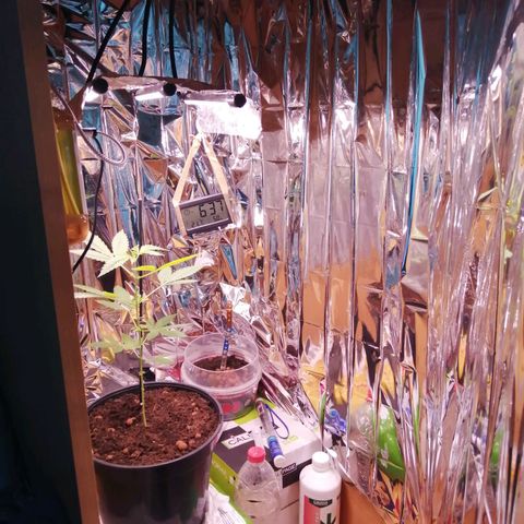 Génétique inconnue growlog timeline photo