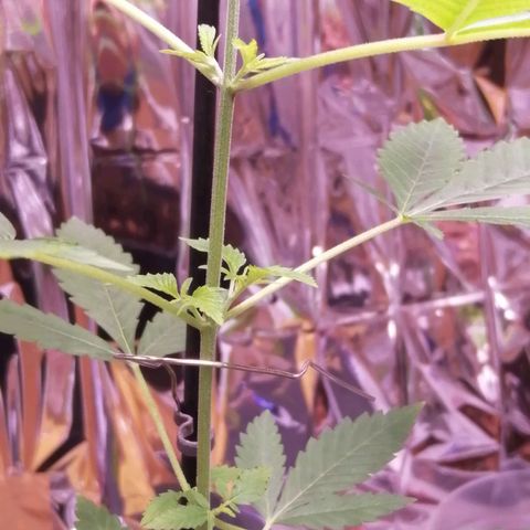 Génétique inconnue growlog timeline photo