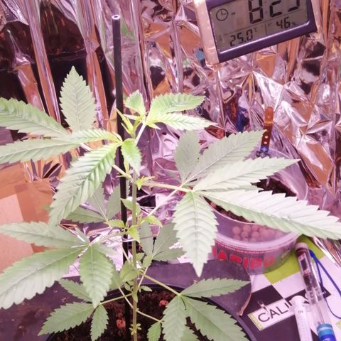 Génétique inconnue growlog timeline photo