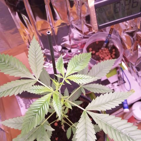 Génétique inconnue growlog timeline photo