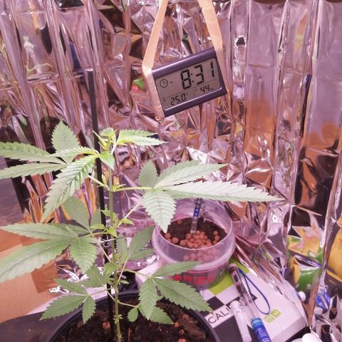 Génétique inconnue growlog timeline photo