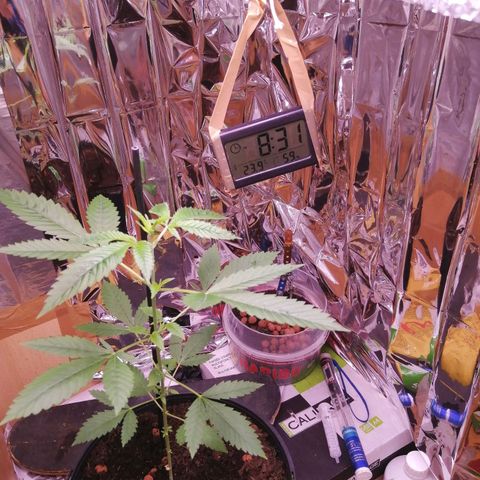 Génétique inconnue growlog timeline photo