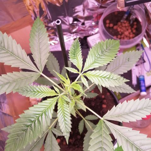 Génétique inconnue growlog timeline photo