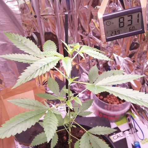 Génétique inconnue growlog timeline photo