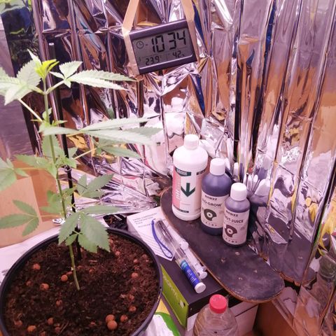 Génétique inconnue growlog timeline photo