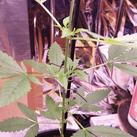 Génétique inconnue growlog timeline photo