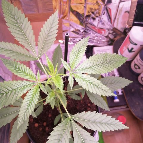 Génétique inconnue growlog timeline photo