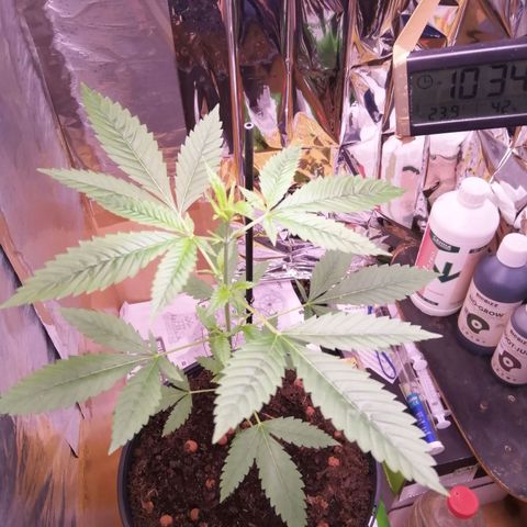 Génétique inconnue growlog timeline photo