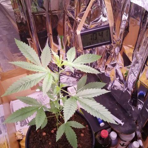 Génétique inconnue growlog timeline photo