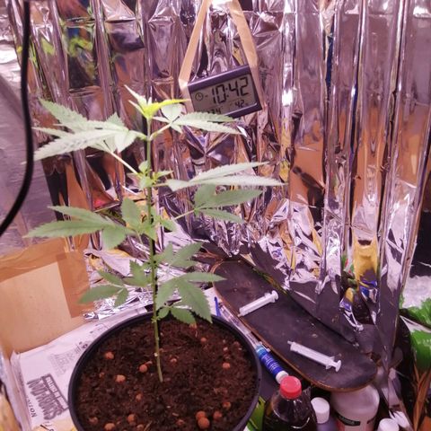 Génétique inconnue growlog timeline photo