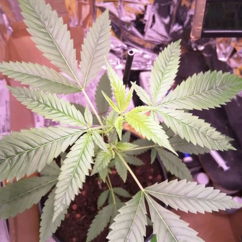 Génétique inconnue growlog timeline photo