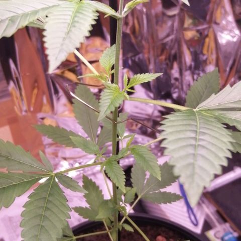 Génétique inconnue growlog timeline photo