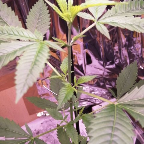 Génétique inconnue growlog timeline photo