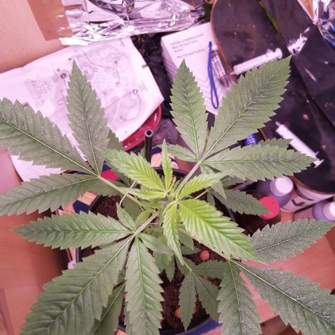 Génétique inconnue growlog timeline photo