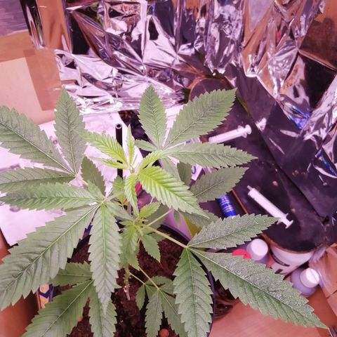 Génétique inconnue growlog timeline photo
