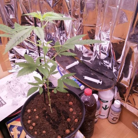 Génétique inconnue growlog timeline photo