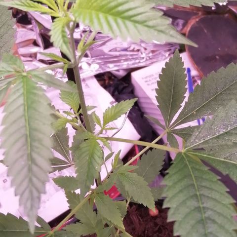 Génétique inconnue growlog timeline photo