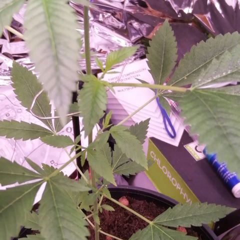 Génétique inconnue growlog timeline photo