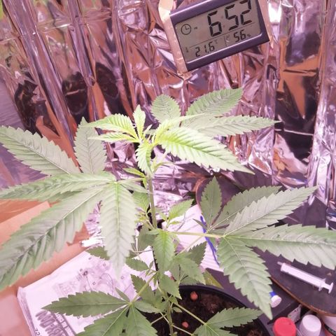 Génétique inconnue growlog timeline photo