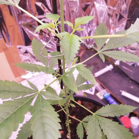 Génétique inconnue growlog timeline photo