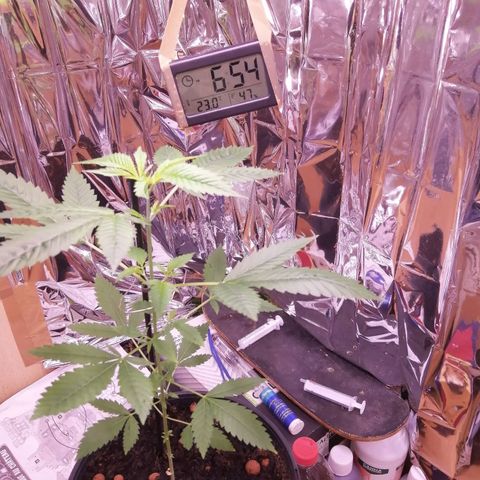 Génétique inconnue growlog timeline photo