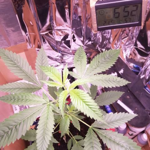 Génétique inconnue growlog timeline photo