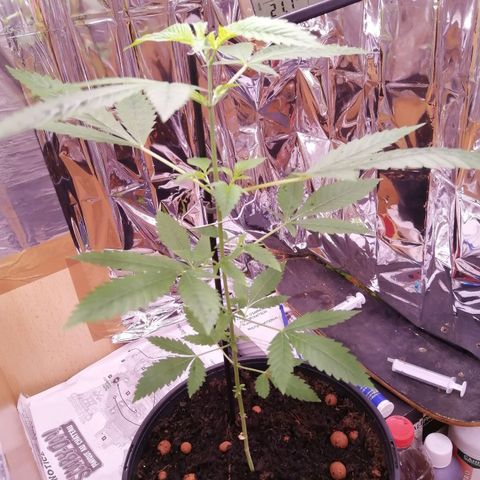 Génétique inconnue growlog timeline photo