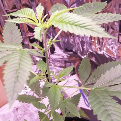 Génétique inconnue growlog timeline photo