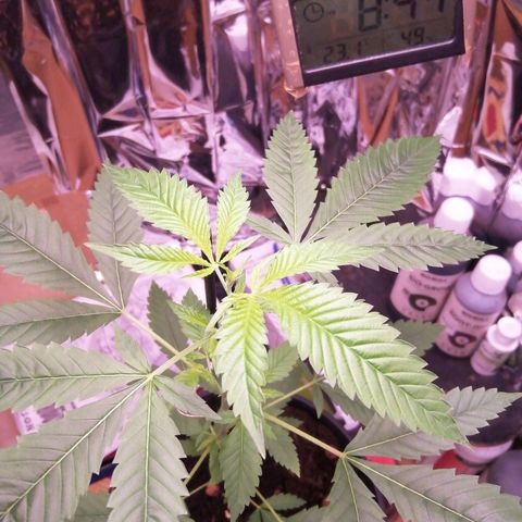 Génétique inconnue growlog timeline photo