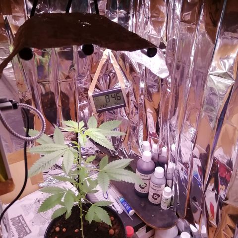 Génétique inconnue growlog timeline photo