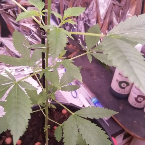 Génétique inconnue growlog timeline photo