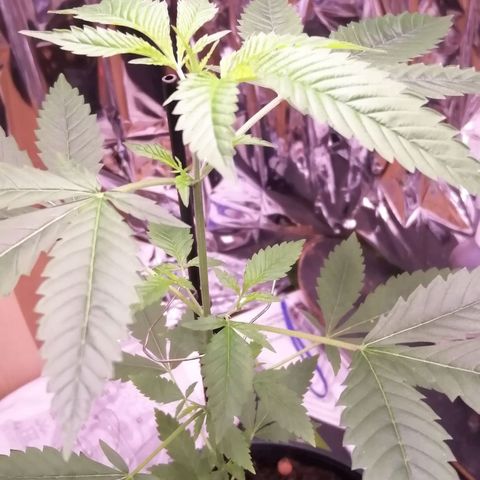Génétique inconnue growlog timeline photo