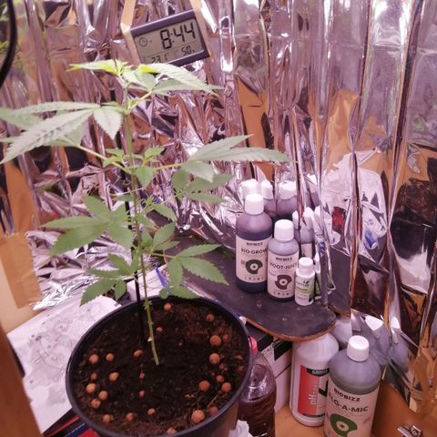 Génétique inconnue growlog timeline photo