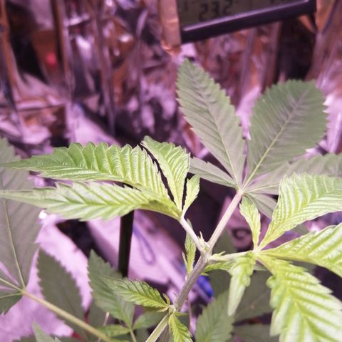 Génétique inconnue growlog photo: TOPPING 