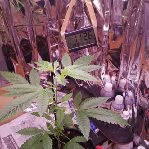 Génétique inconnue growlog photo: TOPPING 